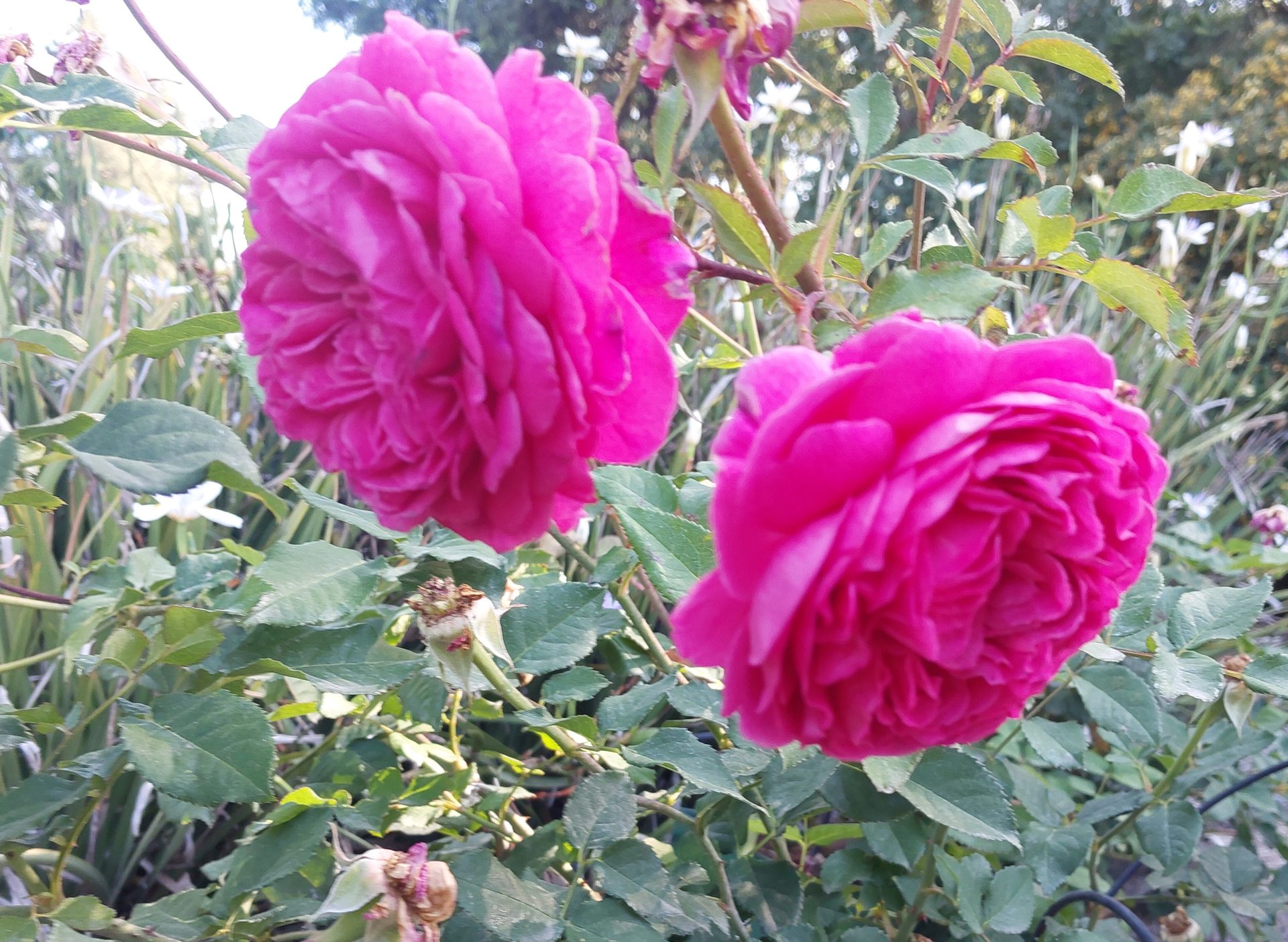 Rosa-Gabriel-Oak-a Rosa 'Gabriel Oak' - Image 1