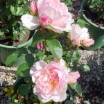 Rosa 'Generous Gardener' CL