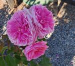 Rosa 'Gertrude Jekyll' CL