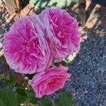 Rosa 'Gertrude Jekyll' CL