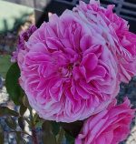 Rosa 'Gertrude Jekyll' CL - Image 2