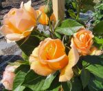 Rosa 'Golden Opportunity' CL
