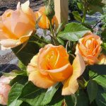 Rosa 'Golden Opportunity' CL