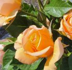 Rosa 'Golden Opportunity' CL - Image 2
