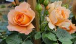 Rosa 'Golden Opportunity' CL - Image 3