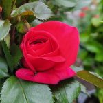 Rosa 'Highwire Flyer' CL