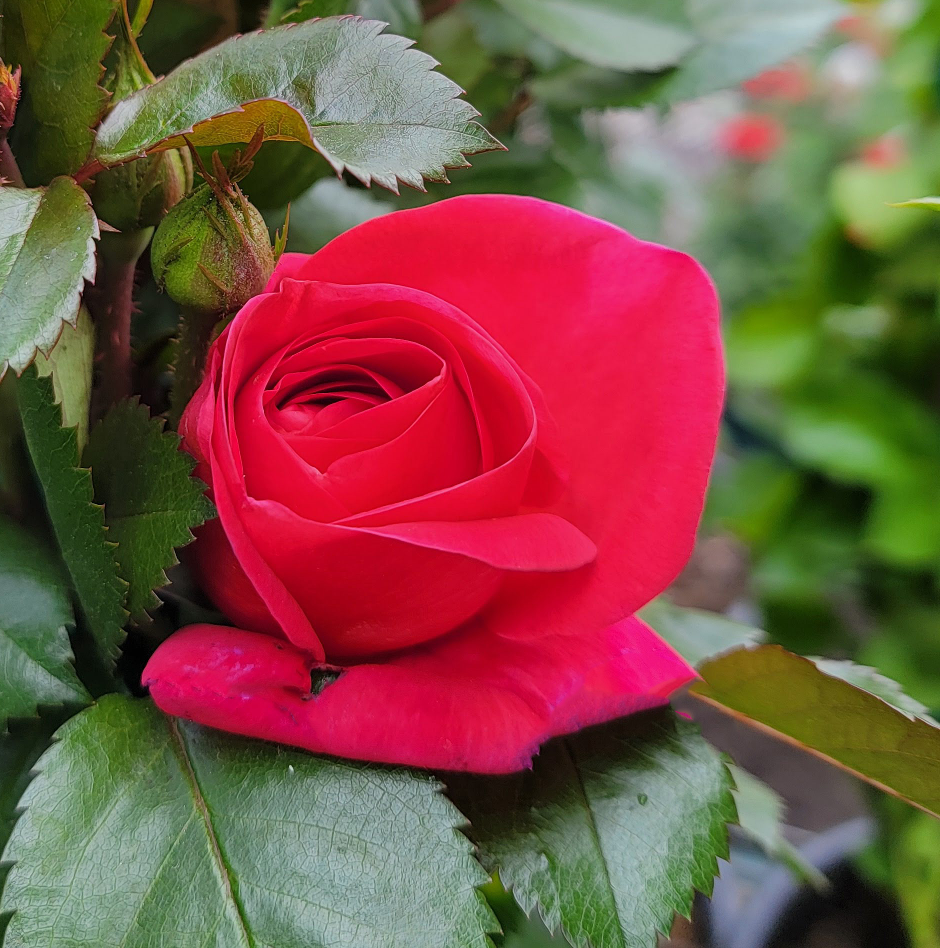 Rosa-Highwire-Flyer-CL-a Rosa 'Highwire Flyer' CL - Image 1