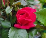Rosa 'Highwire Flyer' CL - Image 2