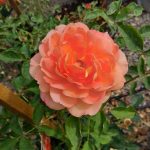 Rosa 'Lady of Shalott' CL