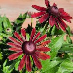 Rudbeckia hirta 'Cherry Brandy'