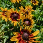 Rudbeckia hirta 'Denver Daisy'