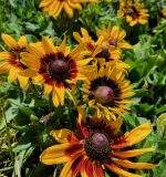 Rudbeckia hirta 'Denver Daisy'