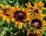 Rudbeckia hirta 'Denver Daisy' - Image 2