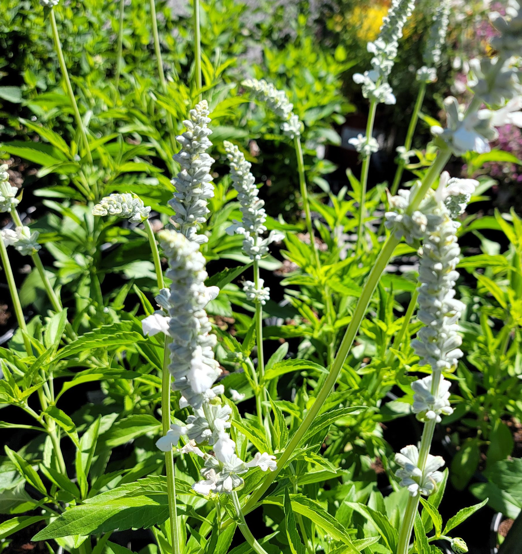 Salvia-farinacea-x-longispicata-White-Flame-b Salvia farinacea x longispicata 'White Flame' - Image 1