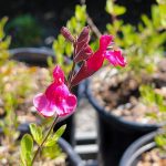 Salvia greggii 'Furman's Red'