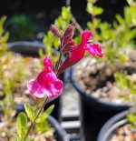 Salvia greggii 'Furman's Red'