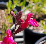 Salvia greggii 'Furman's Red' - Image 2