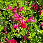 Salvia greggii 'Mirage Hot Pink'