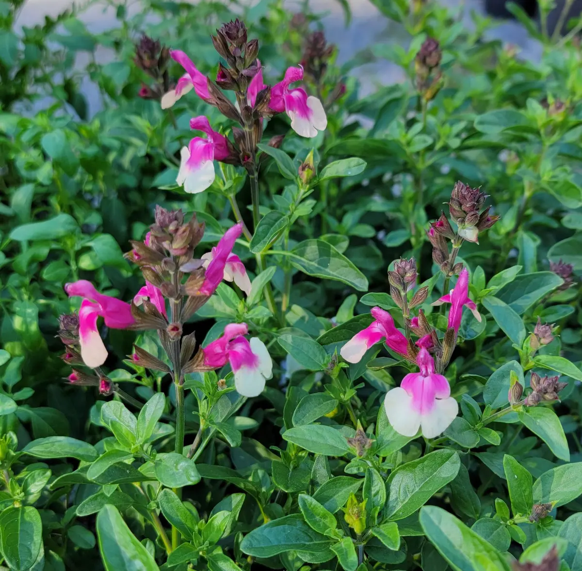 Salvia-greggii-Mirage-Rose-