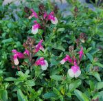 Salvia greggii 'Mirage Rose Bicolor'