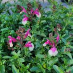 Salvia greggii 'Mirage Rose Bicolor'