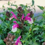 Salvia greggii 'Mirage Rose Bicolor' - Image 2