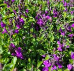 Salvia greggii 'Mirage Violet'