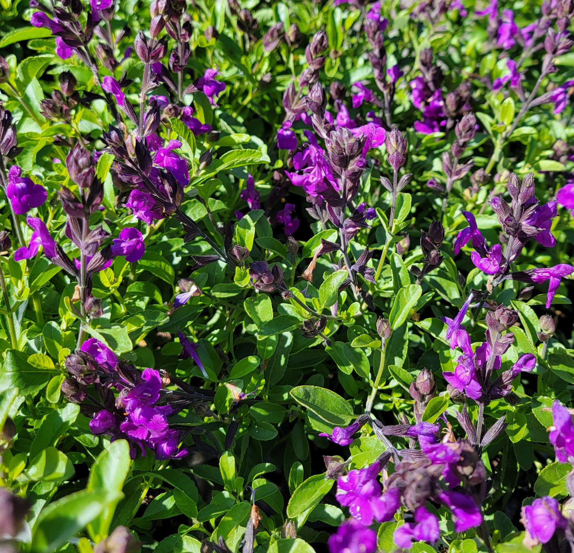 Salvia-greggii-Mirage-Violet-a Salvia greggii 'Mirage Violet' - Image 1