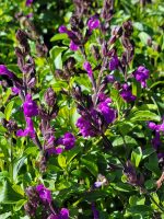 Salvia greggii 'Mirage Violet' - Image 2