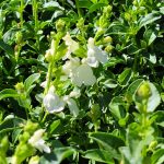 Salvia greggii 'Mirage White'