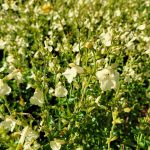 Salvia jamensis 'Cienega de Oro'