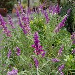 Salvia leucantha 'Midnight'