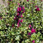 Salvia microphylla 'Bee Dazzled'