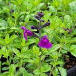 Salvia microphylla 'Blue Velvet'
