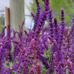 Salvia nemorosa 'Caradonna'