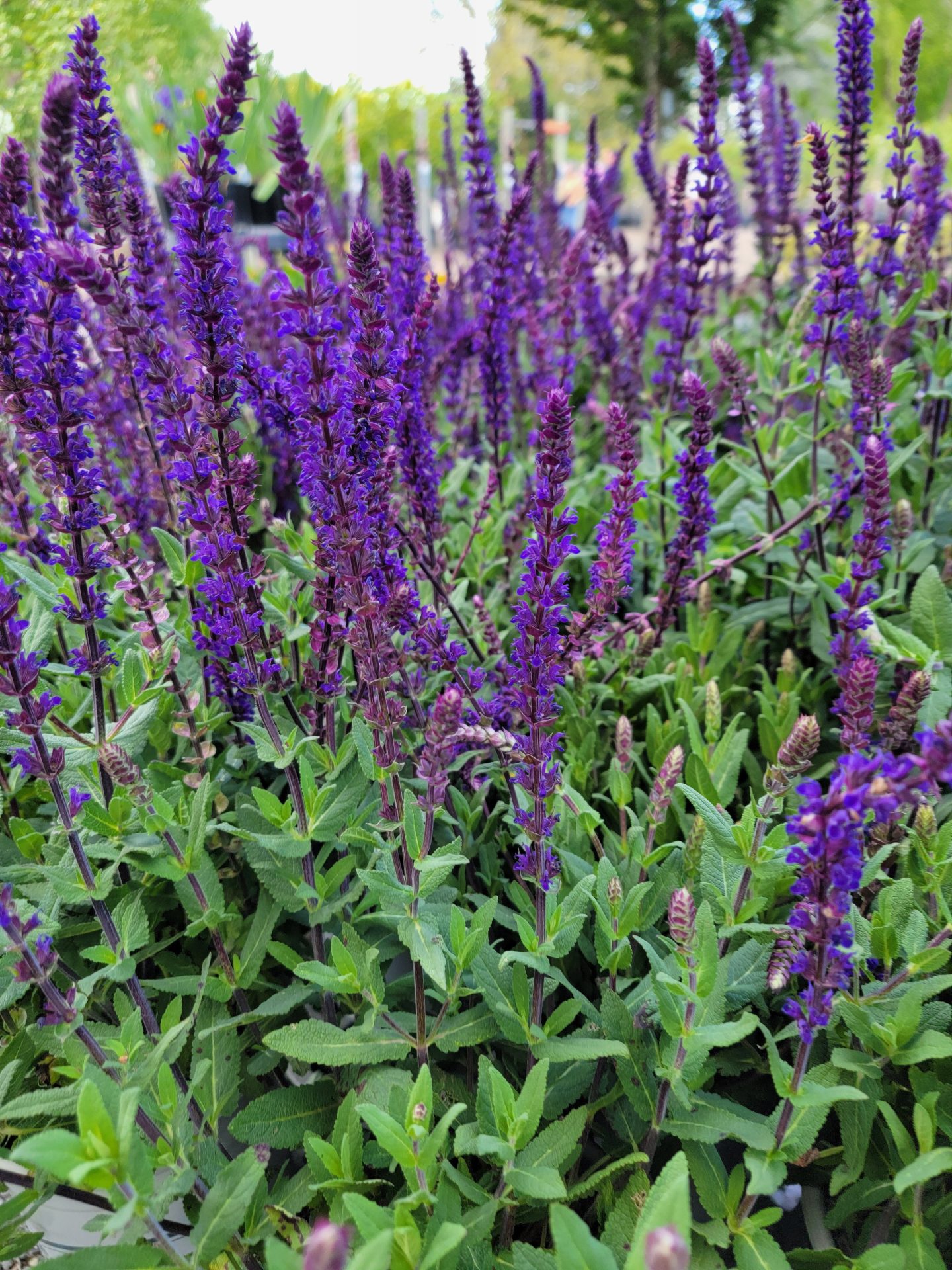 Salvia Nemorosa Caradonna Urban Tree Farm Nursery