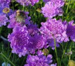 Scabiosa columbaria 'Flutter Deep Blue'