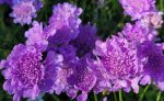Scabiosa columbaria 'Flutter Deep Blue' - Image 2
