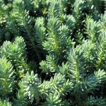 Sedum reflexum 'Blue Spruce'