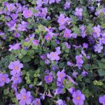 Sutera cordata 'Epic Blue'