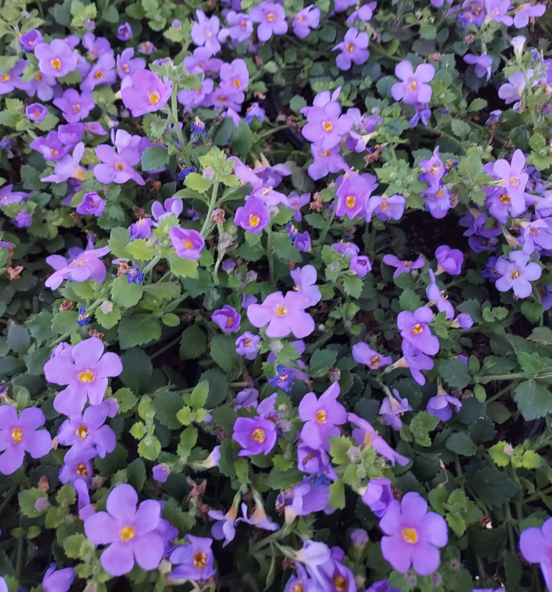 Sutera cordata 'Epic Blue' | Urban Tree Farm Nursery