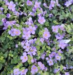 Sutera cordata 'Epic Blue' - Image 2