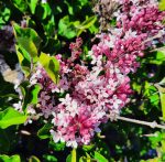 Syringa meyeri 'Josee'