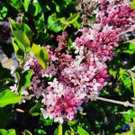 Syringa meyeri 'Josee'