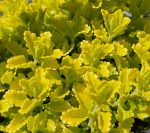 Teucrium chamaedrys 'Summer Sunshine'