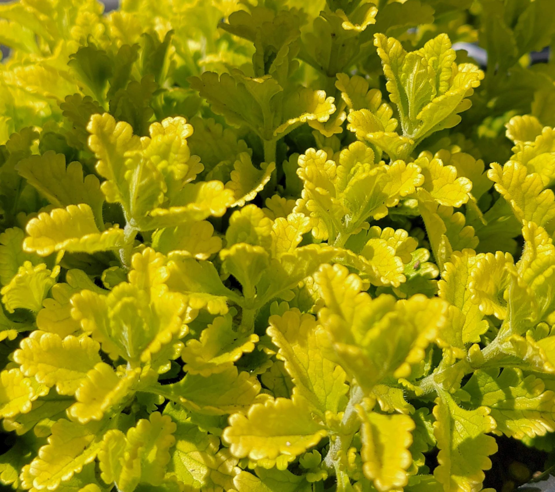 Teucrium-chamaedrys-Summer-Sunshine-a Teucrium chamaedrys 'Summer Sunshine' - Image 1