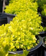 Teucrium chamaedrys 'Summer Sunshine' - Image 2