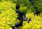 Teucrium chamaedrys 'Summer Sunshine' - Image 3