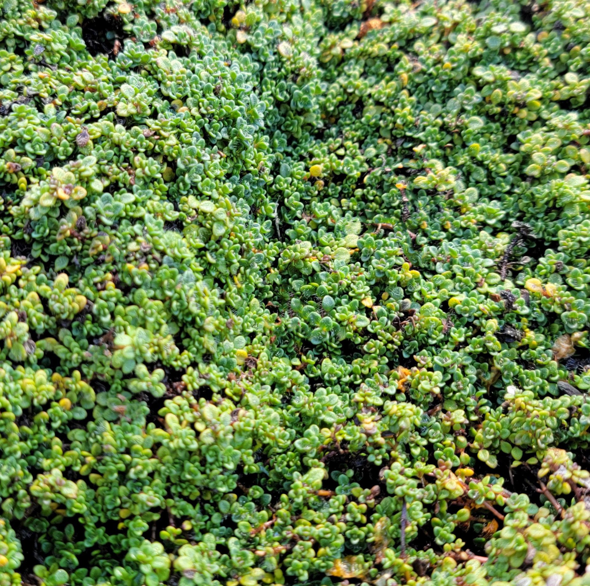 Thymus-serpyllum-Elfin-a Thymus serpyllum 'Elfin' - Image 1
