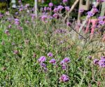Verbena bonariensis 'Lollipop'